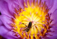 La téléphonie mobile responsable de la disparition des abeilles ?