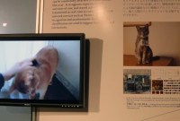 Sony veut faire tweeter les chats... mais pour quoi faire ?