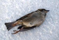 En cas de décès d'un membre, Twitter accompagne les proches