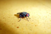 Des neuro-scientifiques lisent dans l'esprit des mouches