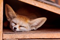 Utiliser des réseaux sociaux pourrait troubler votre sommeil