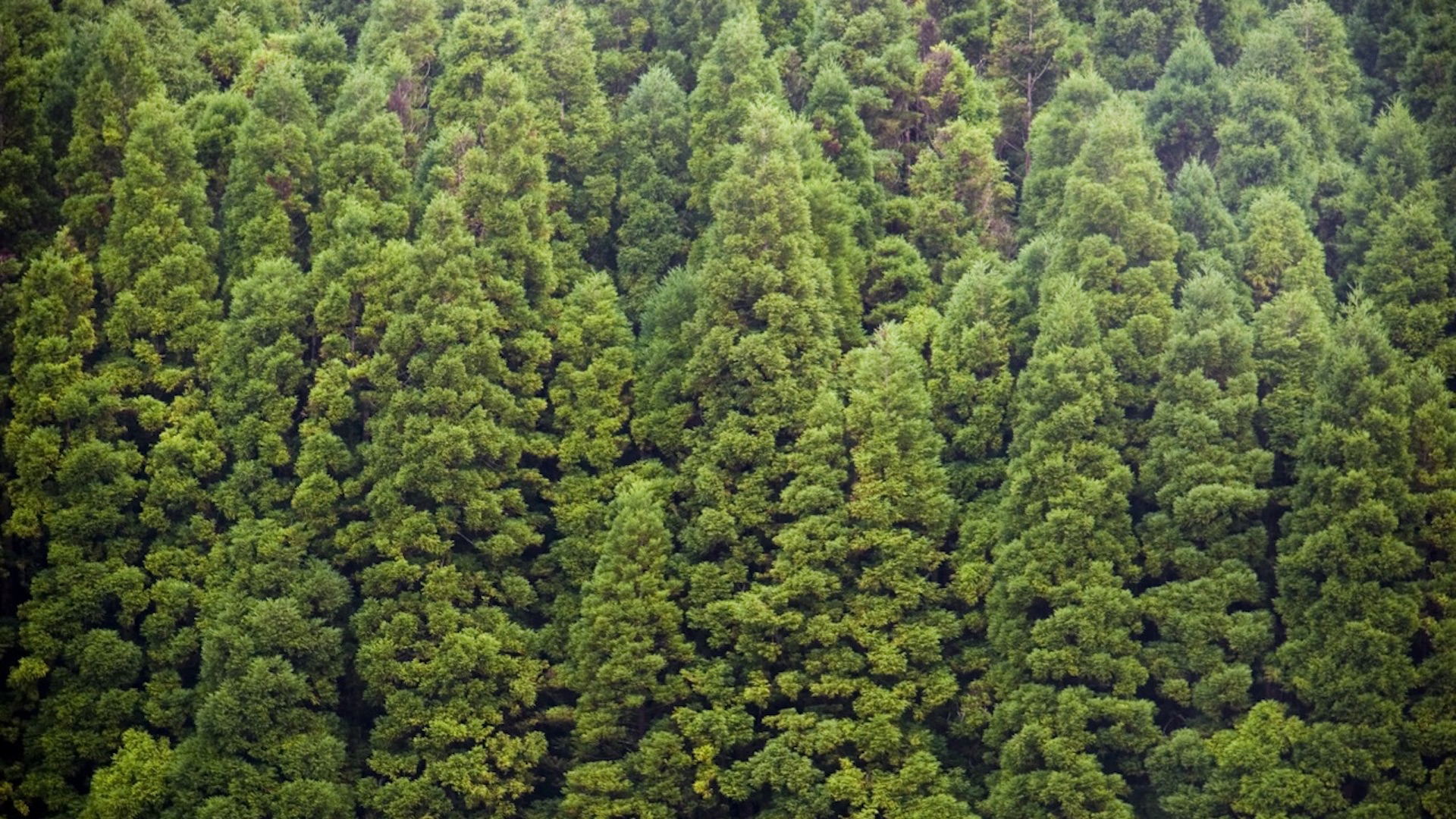 Researchers can predict changes in forests over thousands of years