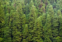  Researchers can predict changes in forests over thousands of years 