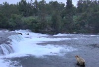 Admirer les ours de Brook's Fall, toujours le meilleur live du mois de juillet