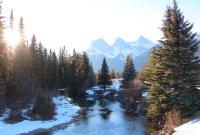 Vrai sapin ou sapin synthétique : lequel est le plus écologique ?