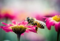 Dans l'Iowa, une ville veut faire fleurir 400 hectares pour sauver les abeilles