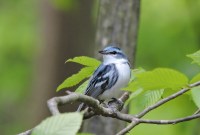 Des ornithologues utilisent des drones pour écouter le chant des oiseaux