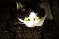 Les radiochats et l'épineuse question de la mémoire des sites nucléaires