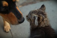 Dans sa propre étude, Amazon prédit l'arrivée des traducteurs pour animaux d'ici 10 ans