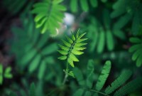 Découvrez l'application PlantNet, Le Shazam des plantes et des fleurs