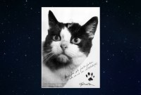 Félicette, la première chatte revenue de l'espace, va avoir une statue à son effigie