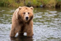 Le monstrueux Yéti n'était-il en fait qu'un gros ours ?