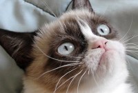 #CopyrightMadness : Grumpy Cat, Jessica Simpson, Starbucks, General Motors...