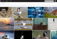 Flickr craint pour sa survie et les photos qui sont hébergées