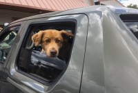 Tesla pense à un Dog Mode pour protéger les chiens enfermés dans les voitures