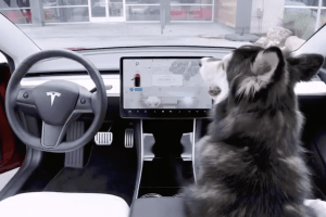 Tesla a développé un Dog Mode pour protéger les chiens enfermés dans les voitures