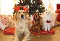 Kitsch et cool : les meilleurs cadeaux à offrir en 2018 sont dans cette...