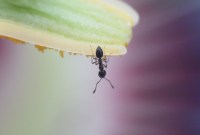 Les fourmis peuvent nous apprendre comment éviter les épidémies