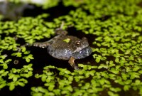 À cause de nous, cette grenouille s'est adaptée pour continuer à draguer en ville