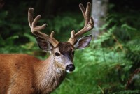 D'où vient cette histoire de cerfs « zombies » qui terrorise les États-Unis ?