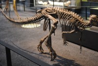 Un nouveau dinosaure tout à fait moyen niveau GRAOU a été découvert en Australie