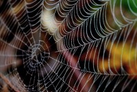 Au fait, pourquoi le web s'appelle le web ?