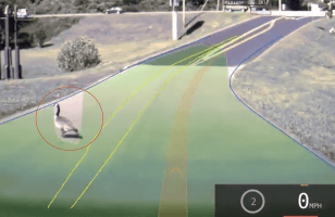 L'Autopilote des Tesla sait-il éviter les animaux qui traversent la route ?
