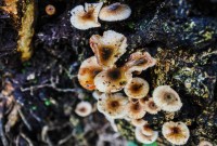Ce champignon âgé d'un milliard d'années bouscule notre perception de l'évolution du vivant