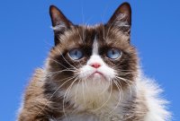 Grumpy Cat est morte