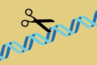 « Bébés CRISPR » : en Chine, un comité d'éthique va encadrer les modifications...