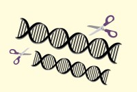 CRISPR : les ciseaux génétiques peuvent maintenant modifier plusieurs gènes simultanément