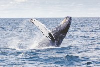 Les baleines à bosse apprennent des nouveaux chants lorsqu'elles croisent d'autres baleines