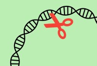 Finalement, rien ne prouverait que les « bébés CRISPR » risquent de mourir plus...