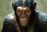 Des singes ont battu des humains à un jeu en étant bien plus intelligents...