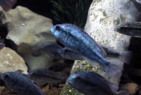 Ces poissons créent constamment de nouvelles espèces en s'accouplant par erreur