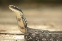 Virus chinois : tout serait parti d'une mutation chez des serpents