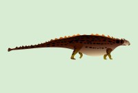 La boite crânienne d'un dinosaure à armure a été reconstituée en 3D