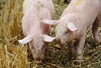 Nouveau virus de grippe porcine G4 : voici les véritables risques pointés par l'étude