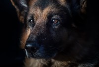 Le chien prétendument mort du coronavirus est en fait mort du cancer