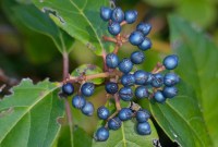 Pourquoi ces fruits sont-ils bleus, couleur extrêmement rare dans la nature ?
