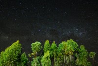 Et si l'on cherchait la vie sur les exoplanètes grâce à l'ombre des arbres...