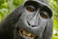 #CopyrightMadness : singe photographe, Hadopi, tatouages, Gucci...