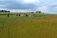 Google souhaite mobiliser l'IA pour améliorer la productivité agricole
