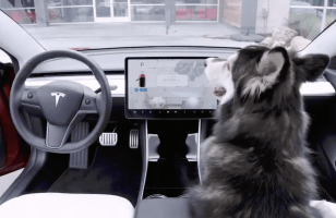 Tesla a développé un Dog Mode pour protéger les chiens enfermés dans les voitures
