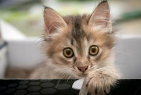 Caterpillar aimerait bien jouir de l'exclusivité du mot « Cat »