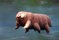 Comment fonctionne le « bouclier » qui permet aux tardigrades de survivre aux radiations
