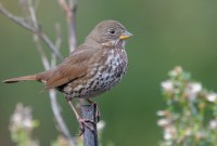Les oiseaux de San Francisco ont chanté différemment pendant le confinement