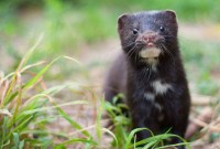 Coronavirus : sur quoi se base le Danemark pour abattre 15 millions de visons ?