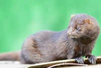 Mutation du coronavirus chez les visons : toujours aucune conclusion définitive