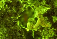 Ces microbes élevés dans l’ISS sont-ils les futurs mineurs de l’espace ?